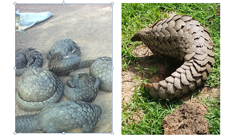 DANGEREUX  TRAFIC DE PANGOLIN EN AFRIQUE.