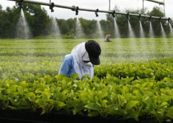 Macky Sall plaide pour l’agro industriel