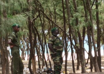 Trafic illicite de bois: Un civil meurt à Bignona dans un échange de tirs entre l’armée et un groupe non identifié