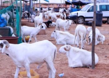 Opération Tabaski 2021: menace de pénurie de moutons