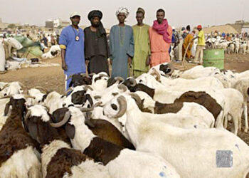 Tabaski 2021: Les éleveurs rassurent sur l’approvisionnement en mouton
