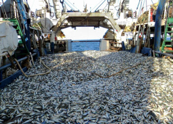 Green-peace épingle les entreprises européennes privant l’Afrique de l’ouest de son poisson (rapport)