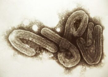 Le virus de Marburg détectée en Guinée, la première en Afrique de l’Ouest
