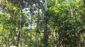 Le bois rose serait-il à l’origines des tensions notées en Gambie?