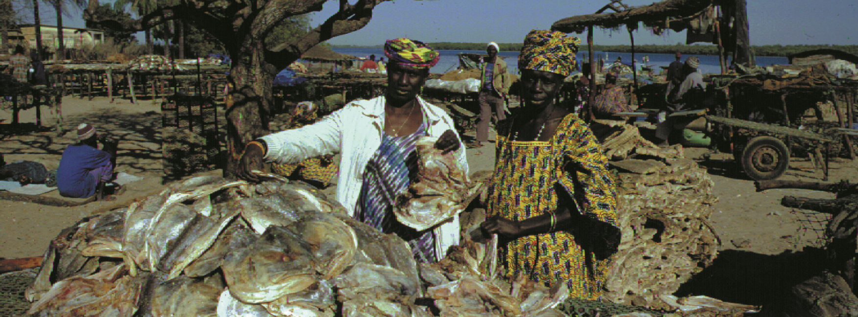 Reconnaissance Juridique Pour Les Femmes Transformatrices de poissons