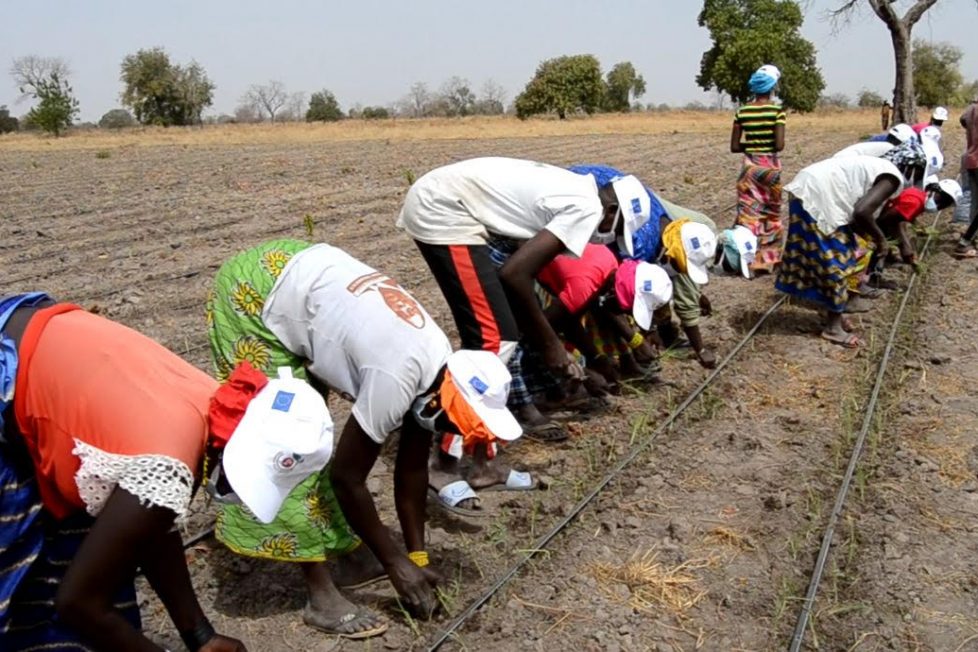 Hivernage: la mise en place des intrants agricoles se déroule à bon vent à Kolda