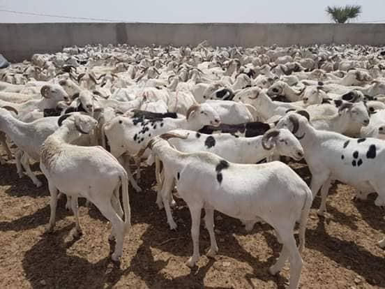 L’ambassade d’Israël offre des moutons à des familles sénégalaises pour la Tabaski