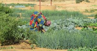 Une plateforme innovante mise en place pour le développement des chaînes de valeurs.