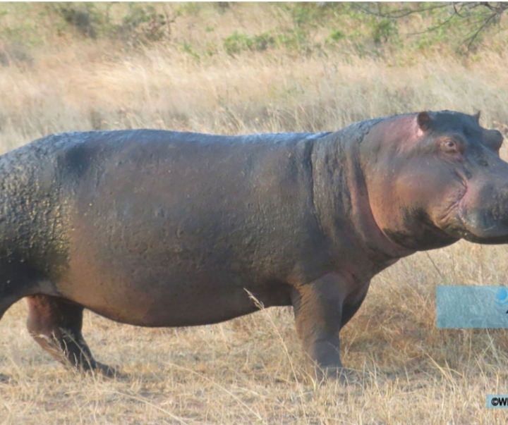 Thilogne: un hippopotame blesse un homme âgé avant d’être abattu