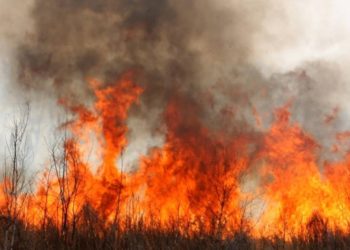 Kougheul : un incendie ravage plus de 10 tonnes de mil 