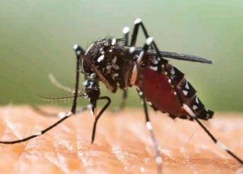 ACTUALITÉ-Sénégal : Trois cas de Chikungunya et un cas de Zika détectés dans la région de Sédhiou