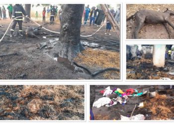 Kaffrine : Incendie au village de Ndoune, des chevaux, des cases et des biens emportés par le feu.