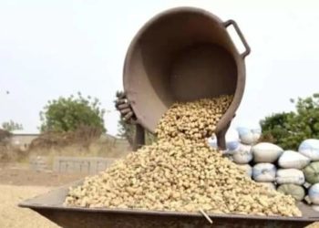 Campagne de commercialisation de l’arachide : ” Aar Sunu Moomeel ” alerte l’Etat du Sénégal.