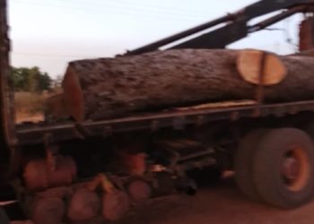 Lutte contre le trafic international de bois : l’énorme saisie des Eaux et Forêts. 