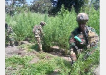 SOCIÉTÉ-Opérations de l’armée à Bignona : Une base rebelle démantelée, une dizaine de personnes arrêtées avec de la drogue