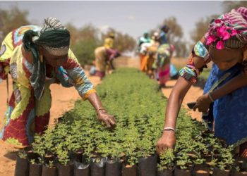 SOCIÉTÉ-Résilience des systèmes alimentaires et adaptation au changement climatique : Une aide de 200 millions de dollars destinée au Sénégal