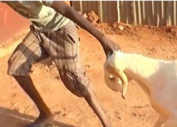 SOCIÉTÉ-TIVAOUANE : Drame à Diama-Niakhène, un voleur de moutons tué lors d’un violent affrontement