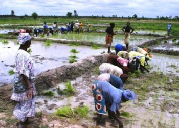 LA BANQUE MONDIALE INJECTE 120 MILLIARDS DE FRANC CFA DANS LA VALLÉE DU FLEUVE SÉNÉGAL