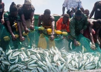 Octroi de licences de pêche : Le rapport Ofnac 2021 révèle des pratiques non prévues par les textes
