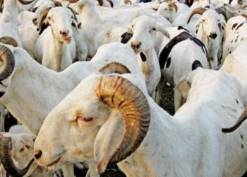 Préparatifs de la Tabaski 2024 : Le Pm Ousmane Sonko annonce des mesures pour garantir l’approvisionnement en moutons