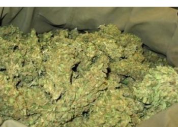 Trafic de drogue : Un homme, âgé de 85 ans, interpellé avec 10 kg de chanvre indien