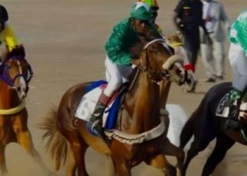 Courses hippiques – 14e journée