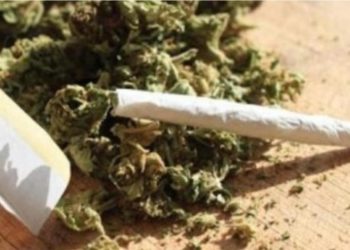 Dépénalisation du délit d’usage de chanvre indien : “Dépénalisation” de l’usage du Yamba, une solution à problèmes