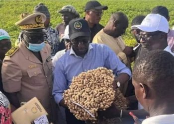 CAMPAGNE DE COMMERCIALISATION DE L’ARACHIDE LE GOUVERNEMENT PROMET UN PRIX AVANTAGEUX POUR SOUTENIR LES PAYSANS