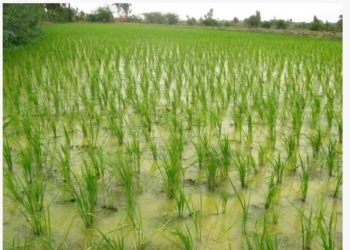 MATAM : LA SAED VA EXPLOITER 4.000 HECTARES DURANT LA NOUVELLE SAISON DE PRODUCTION DE RIZ, PLUS QUE LE DOUBLE DE LA PRÉCÉDENTE