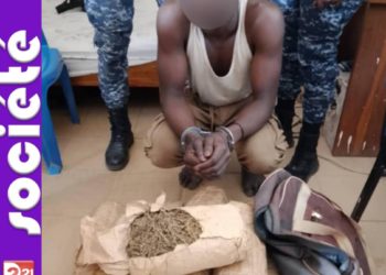 LUTTE ANTIDROGUE: FIMELA ET DE SOKONE SAISISSENT PLUS DE 300 KG DE CHANVRE INDIEN