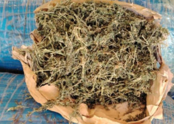 SAISIE DE 206 KG DE CHANVRE INDIEN AU LARGE DE HANN