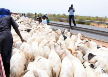 TABASKI 2025: LE GOUVERNEMENT RASSURE