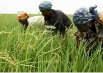 Riziculture : 50 hectares seront aménagés à Bignona