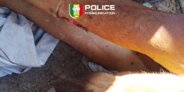 Abattage clandestin et mise en vente de denrées impropres à la consommation